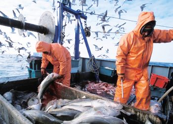 Pescador: engranaje esencial de la industria pesquera