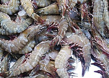 Invertirán US$ 1,000 millones en la producción de langostinos