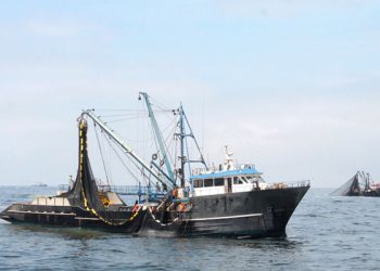 Anchoveta: Imarpe afirma que el 70% de la biomasa para segunda temporada es adulta