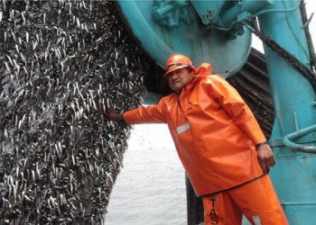 Anchoveta: Cuota de segunda temporada será 1.49 millones de toneladas