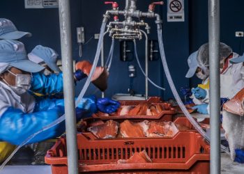 Ejecutivo establece medidas para continuidad del desarrollo de la acuicultura