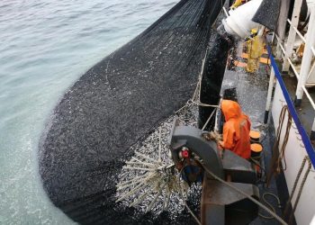 Chimbote: desembarques de anvhoveta superaron las 20 mil toneladas en solo tres días de pesca
