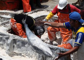 Produce: casi la mitad de desembarcaderos será modernizada al bicentenario