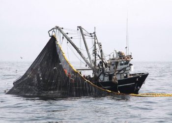 Suspenden actividades extractivas de la anchoveta en zonas del litoral
