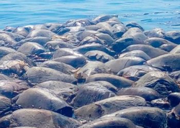 380 tortugas marinas murieron al caer en redes de pesca ilegales