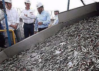 Imarpe inicia evaluación de anchoveta para definir la segunda temporada de pesca