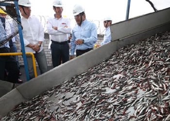 ¿Qué obligaciones legales tiene la industria pesquera en el país?