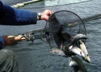 Denuncian falta de control de la Direpro para evitar sobrepesca en lago Titicaca