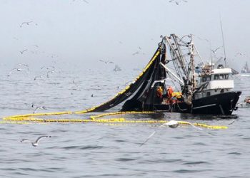 380 tortugas marinas murieron al caer en redes de pesca ilegales