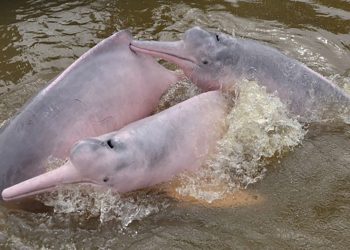 ECOLOGÍA Delfines de la Amazonía entre las especies más amenazadas del planeta