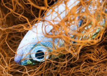 ¿Cómo funciona la técnica de electrocutar a los peces?