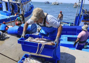 Plantean manejo adecuado del calamar gigante en costa del Pacífico
