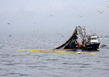 Sector pesca alcanzó crecimiento de 225.88% en diciembre de 2018