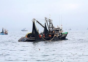 Pesca industrial podría realizarse dentro de las cinco millas en el sur