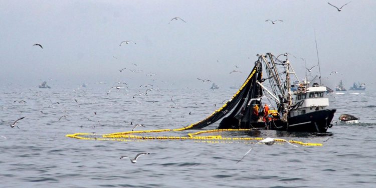 Fenómeno El Niño no afectaría primera temporada de pesca del 2019