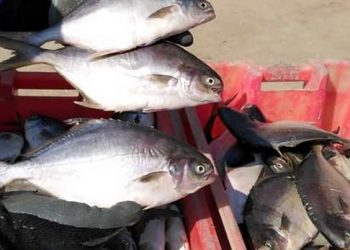 Decomisan 300 kilos de pescado extraído ilegalmente en la Costa Verde