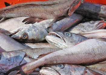 Pesca: Produce suspende por siete días captura de merluza en Piura