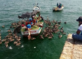 Tumbes: Más de cinco mil pescadores artesanales reportan pérdidas por la COVID -19