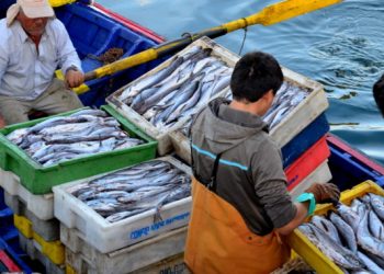 SNI: La pesca para consumo humano al borde del naufragio