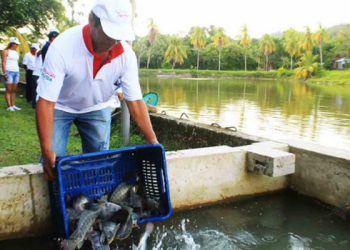 Ucayali: Piscicultores presentarán proyectos a concurso del Produce