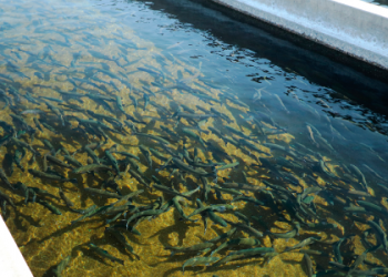 Universidad de Lima ofrecerá taller gratuito de mejora de la calidad del agua en la actividad acuícola