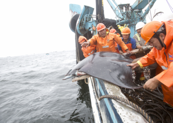 Pesquera TASA publicó guía de su programa “Cuidamar”