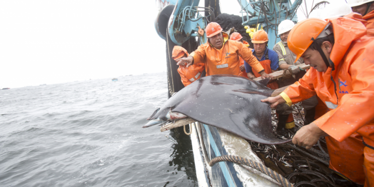 Pesquera TASA publicó guía de su programa “Cuidamar”