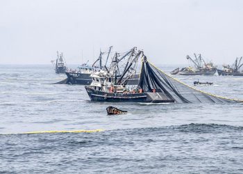 Industria pesquera: auditor externo verificará cumplimiento de protocolos sanitarios