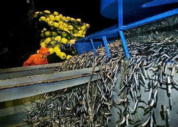 SNI: Pesca para consumo humano requiere acuerdo