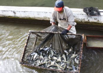 Puno: Productores truchicultores que ganaron en Pro Compite 2015 exigen entrega de fondos