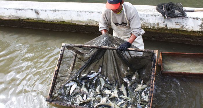 Puno: Productores truchicultores que ganaron en Pro Compite 2015 exigen entrega de fondos