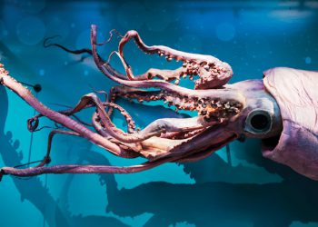 Granotec: Dosidicus gigas, el nuevo manjar del  Pacífico Sudamericano