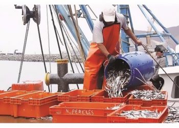 Alienta depredación de anchoveta al suspender sanciones por pesca de “peladilla”