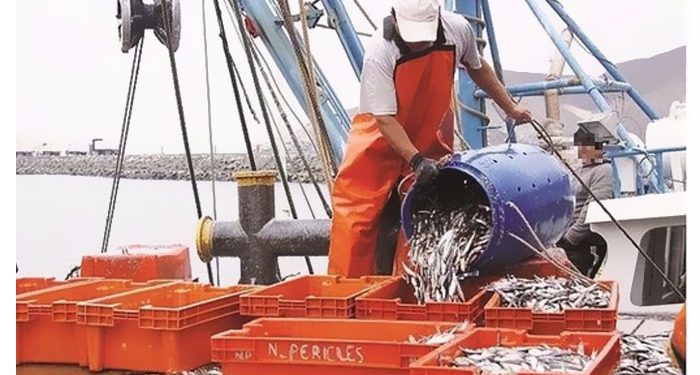 Alienta depredación de anchoveta al suspender sanciones por pesca de “peladilla”