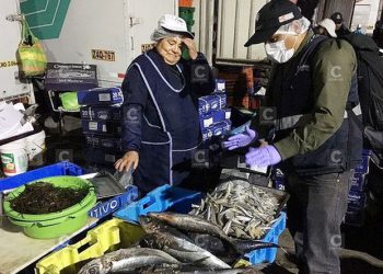 Decomisan 38 kilos de pescado en mal estado en Terminal Pesquero Río Seco