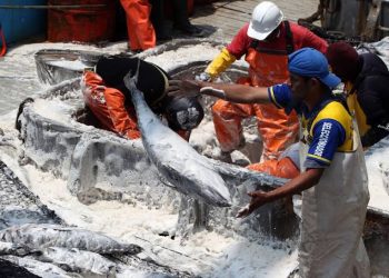 Por trabas burocráticas, exportaciones del atún para el 2020 se derrumbarían y se perderían miles de empleos