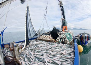 Chimbote: Imarpe no difunde informe sobre pesca