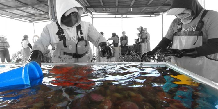 Perú subvencionará subproyectos de Innovación en Pesca y Acuicultura