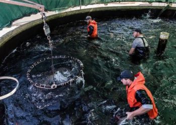 ¿Cómo es la pesca sintética y qué beneficios ofrece de cara a un futuro sostenible?