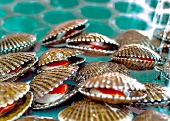 SNI saluda reingresos de conchas de abanico y pejerrey de Perú a China