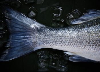 Protocolo para la pesca industrial: ¿Bajo qué condiciones deberán operar las plantas y embarcaciones para evitar contagios?