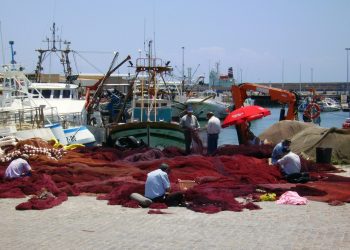La SNP augura una buena temporada de pesca dada la saludable biomasa de anchoveta