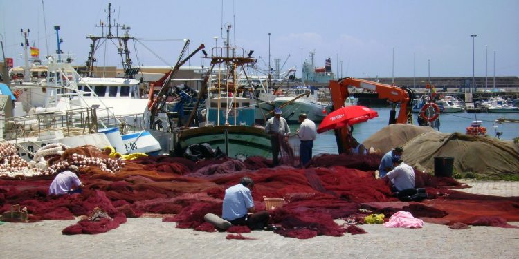 La SNP augura una buena temporada de pesca dada la saludable biomasa de anchoveta