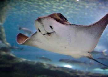 Revelan que especies marinas tropicales alcanzan latitudes norte nunca vistas