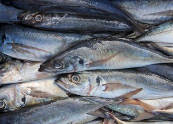 Empresariado pesquero peruano rechaza afirmaciones del Subsecretario de Pesca de Chile sobre cuotas del jurel