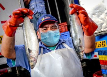 Pesca para consumo humano directo operaría al 100% a fines de año