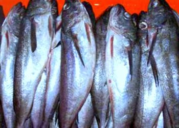 Inician evaluación para certificar sustentabilidad de Merluza Peruana