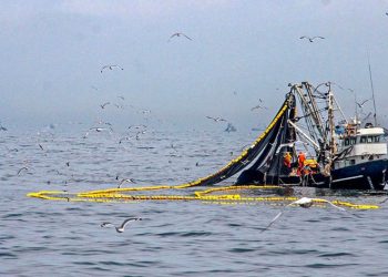 Primera temporada de pesca de anchoveta tiene un avance de 13% de la cuota asignada