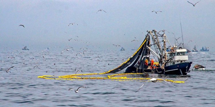 Primera temporada de pesca de anchoveta tiene un avance de 13% de la cuota asignada