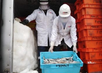 Produce decomisa 10 toneladas del recurso caballa en Chimbote